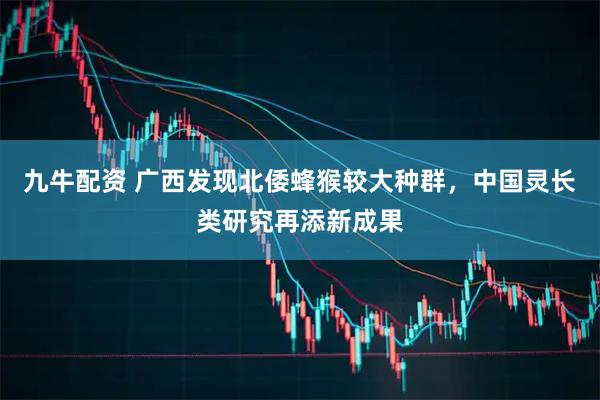 九牛配资 广西发现北倭蜂猴较大种群,中国灵长类研究再添新成果